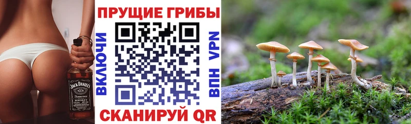 купить  сайты  Зима  Псилоцибиновые грибы прущие грибы 